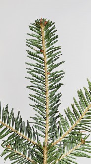 Abies alba (white fir)