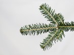 Abies alba (white fir) - needles from the upper side