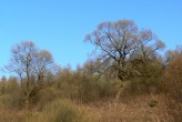 Salix fragilis (Brittle willow) - as a landscape element