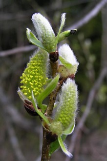 Salix fragilis (Brittle willow) - male (♂) catkins