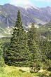 Picea abies (Norway spruce) - upper border of the forest (Kôprová dolina, High Tatras, approx. 1,500 m above sea level)