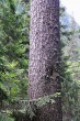 Picea abies (Norway spruce) - bork