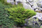 Picea abies (Norway spruce) - above the upper forest line in the dwarf pine zone (High Tatras)