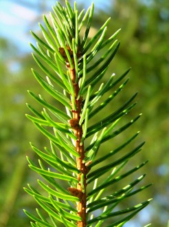 smrek obyčajný (Picea abies)