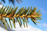 smrek obyčajný (Picea abies)