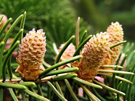 smrek obyčajný (Picea abies) - ♂  šištičky po rozvinutí