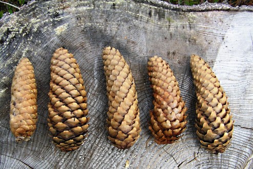 smrek obyčajný (Picea abies) - rôzne tvary plodových šupín šišiek 