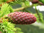 smrek obyčajný (Picea abies) - samičia (♀) šištica sa po opelení sklápa nadol