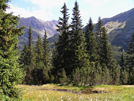 smrek obyčajný (Picea abies) - Temnosmrečinská dolina, Vysoké Tatry, cca 1 500 m n. m.