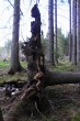 smrek obyčajný (Picea abies) - koreňová sústava smreka je plytká, súvisí to, ale s podložím na ktorom rastie