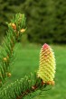 smrek obyčajný (Picea abies) - ♀ šištica - forma chlorocarpa (zelená)