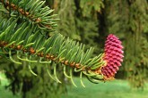 smrek obyčajný (Picea abies) - ♀ šištica - forma erythrocarpa (červená)