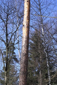 borovica lesná (Pinus sylvestris) - borka (horná časť kmeňa)