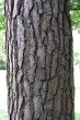 borovica lesná (Pinus sylvestris) - borka (spodná časť kmeňa)