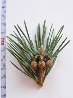 borovica lesná (Pinus sylvestris) - samičie (♀) šištičky na jeseň prvého roku