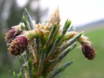borovica lesná (Pinus sylvestris) - po opelení sa ♀ šištičky preklápajú nadol (k báze letorastu)