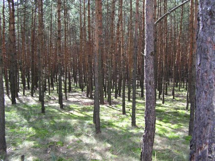 borovica lesná (Pinus sylvestris) - žrďkovina (Záhorie - viate piesky)