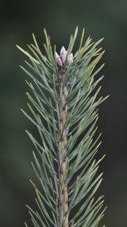 borovica lesná (Pinus sylvestris)