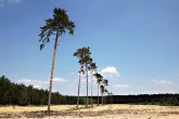 borovica lesná (Pinus sylvestris) - Záhorie, viate piesky cca 200 m n. m.