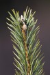 borovica lesná (Pinus sylvestris) - šiška na jeseň prvého roku (o veľkosti hrášku)