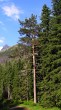 borovica lesná (Pinus sylvestris) - Kôprová dolina, cca 1 200 m n. m. (6/2012)_01