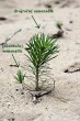 borovica lesná (Pinus sylvestris) - semenáčik