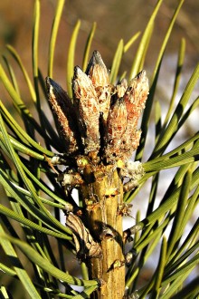 borovica lesná (Pinus sylvestris) - púčiky