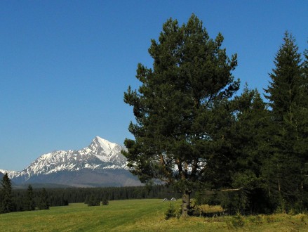 borovica lesná (Pinus sylvestris) - ako solitér má tendenciu rozkonárovať sa