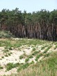 borovica lesná (Pinus sylvestris) - na extrémnych stanovištiach viatych pieskov Záhoria má charakter priekopníckej dreviny