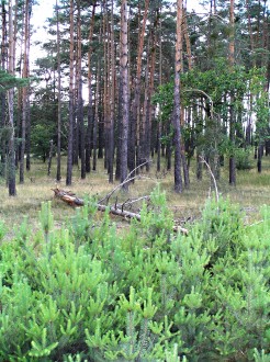borovica lesná (Pinus sylvestris) - na viatych pieskoch Záhoria plní Borovica lesná jednak kryciu funkciu, stabilizuje piesky a zároveň aj drevoprodukčnú
