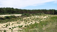 borovica lesná (Pinus sylvestris) - piesky Záhoria versus borovica lesná