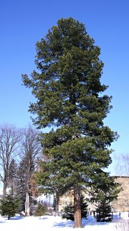 borovica limbová (Pinus cembra)