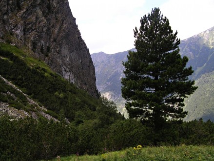 borovica limbová (Pinus cembra) - v pásme kosodreviny (Vysoké Tatry, 8/2007)_01