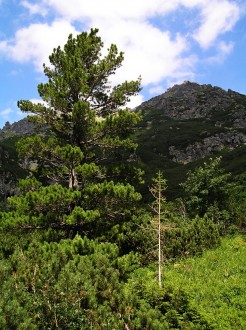 borovica limbová (Pinus cembra) - ozdoba našich veľhôr