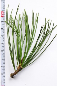 borovica limbová (Pinus cembra)