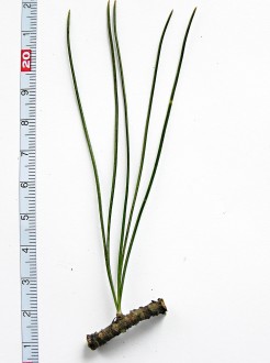 borovica limbová (Pinus cembra) - 5 ihlíc vo zväzku na brachyblaste