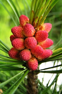 borovica limbová (Pinus cembra) - samčie (♂) šištičky