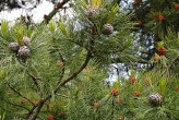 borovica limbová (Pinus cembra)