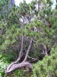 borovica horská (Pinus mugo)