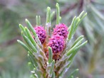 borovica horská (Pinus mugo) - ♀ šištice