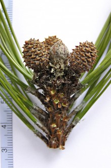 borovica horská (Pinus mugo) - jednoročné šištičky na konci letorastu