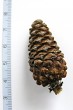 borovica horská (Pinus mugo) - šiška na jeseň druhého roku