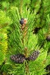 borovica horská (Pinus mugo) - na báze letorastu dvojročné šišky a na konci jednoročné šištičky (jeseň)