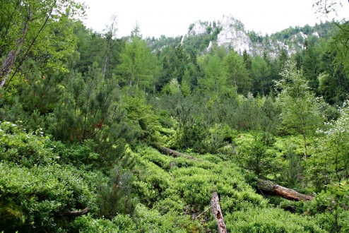 borovica horská (Pinus mugo) - Hrdzavá dolina, Muránska planina