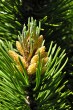 borovica horská (Pinus mugo) - ♂ šištice
