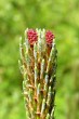 borovica horská (Pinus mugo) - ♀ šištice