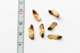 borovica horská (Pinus mugo) - krídlaté semeno