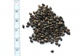 borovica horská (Pinus mugo) - čisté semeno (odkrídlené)