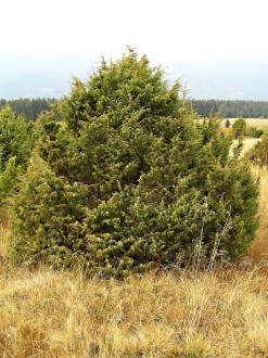 borievka obačajná (Juniperus communis) - ako viackmenný ker