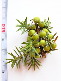 borievka obačajná (Juniperus communis) - plody (šišky) na jeseň prvého roku